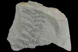 Pennsylvanian Fossil Fern - Kentucky #142413-1
